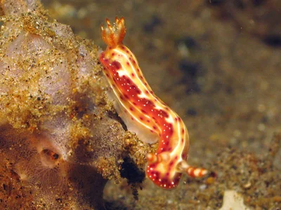 Hypselodoris maculosa