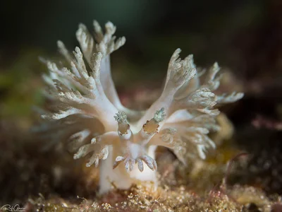 Marionia viridescens