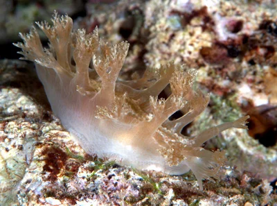 Marionia viridescens