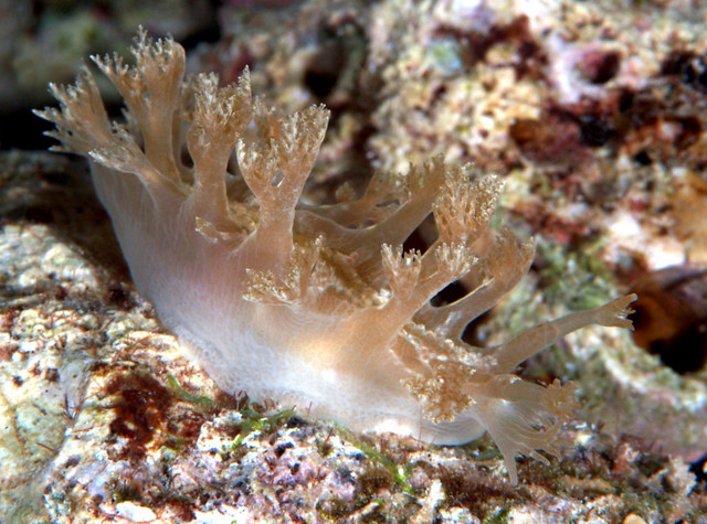 Marionia viridescens