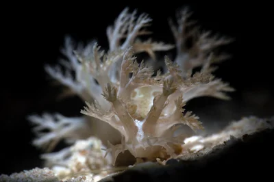 Marioniopsis viridescens - Dahab, South Sinai Governorate, Egypt