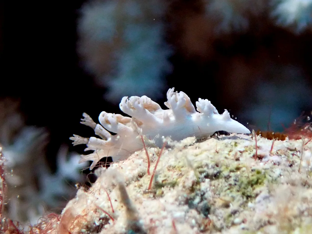 Marioniopsis viridescens - FGW8+JR, Egypt