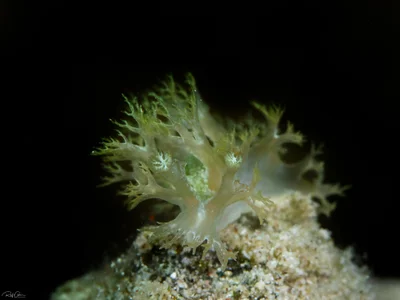 Marioniopsis viridescens - אילת