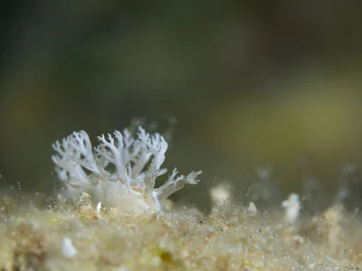 Marioniopsis viridescens - אילת