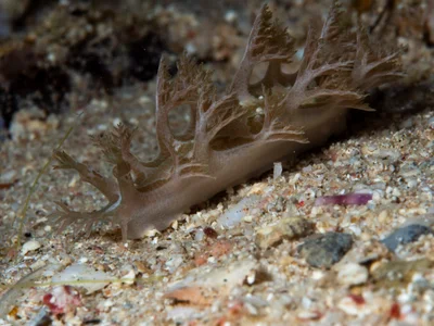 Marioniopsis viridescens - Dahab, Janub Sina', Egypten