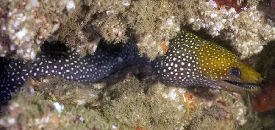 Spotted Moray