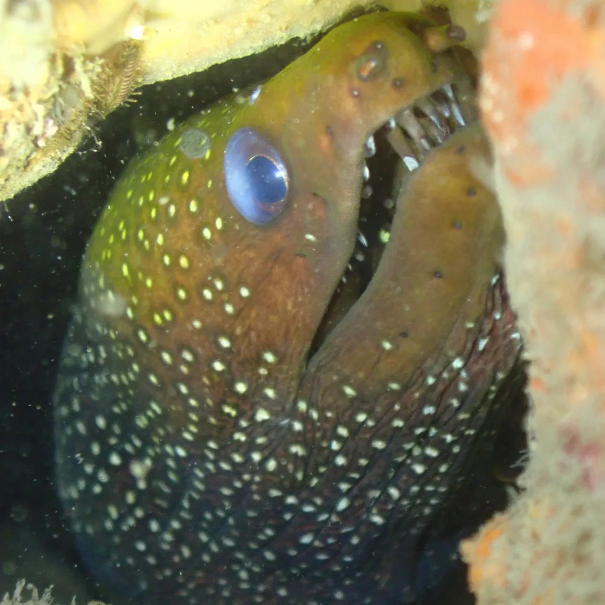 Gymnothorax punctatus - Trincomalee dive sites, Sri Lanka
