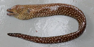 Gymnothorax cf punctatus