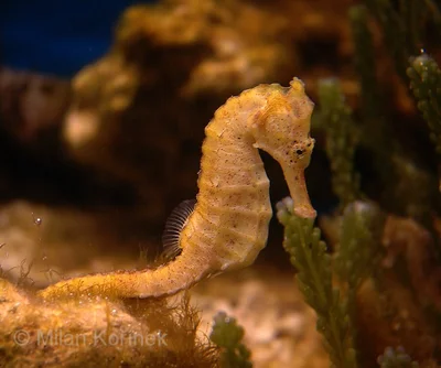 Spotted Seahorse