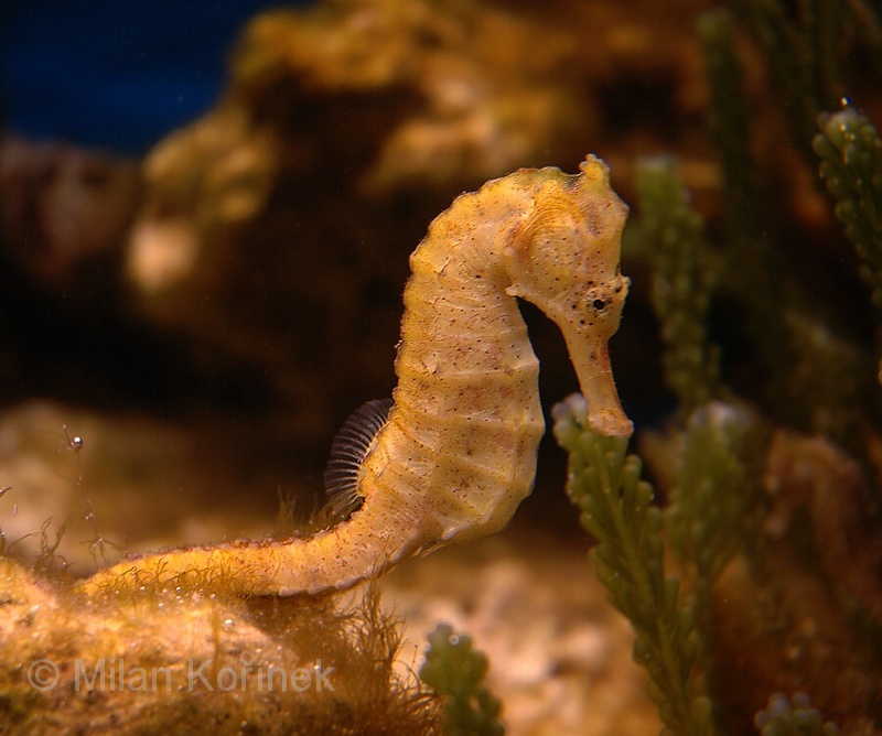 Spotted Seahorse