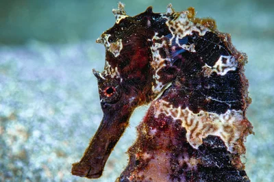 Hippocampus kuda