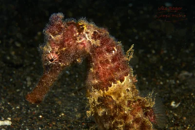 Hippocampus kuda