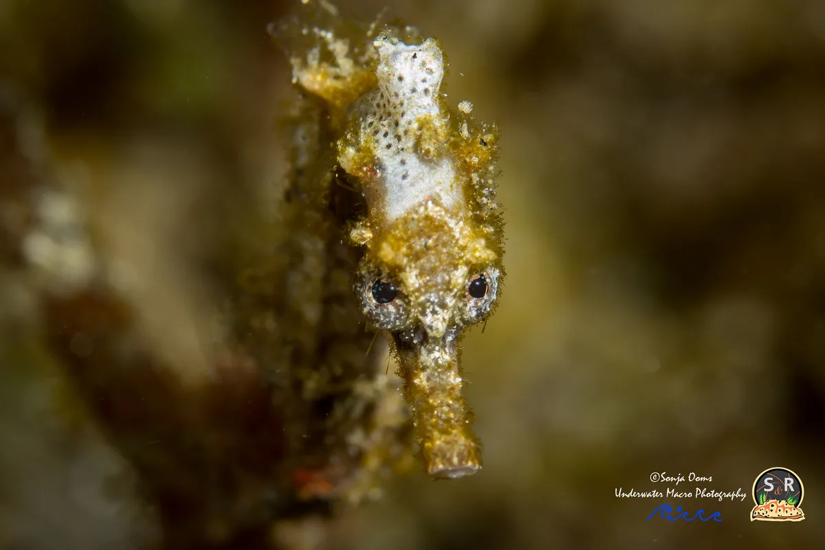 HIPPOCAMPUS KUDA