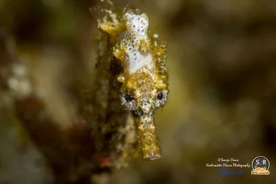 HIPPOCAMPUS KUDA