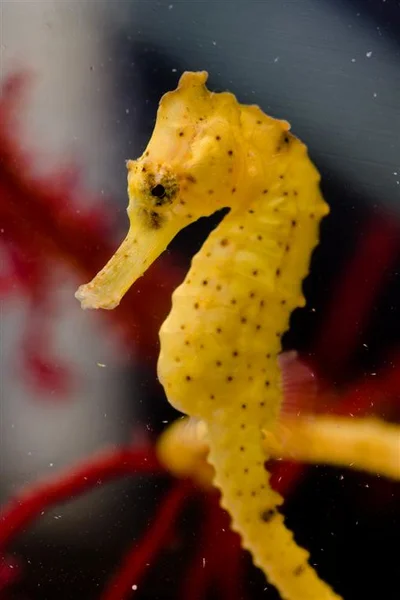 Hippocampus kuda