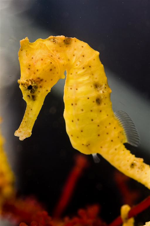 Hippocampus kuda