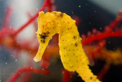 Hippocampus kuda