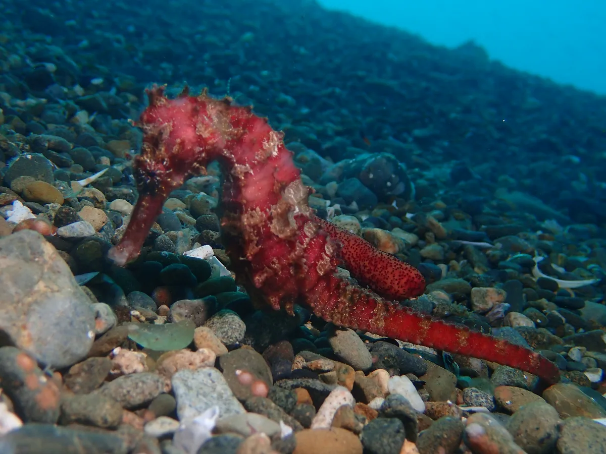 Common seahorse - Hippocampus kuda