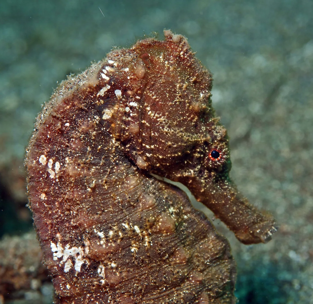 Hippocampus kuda