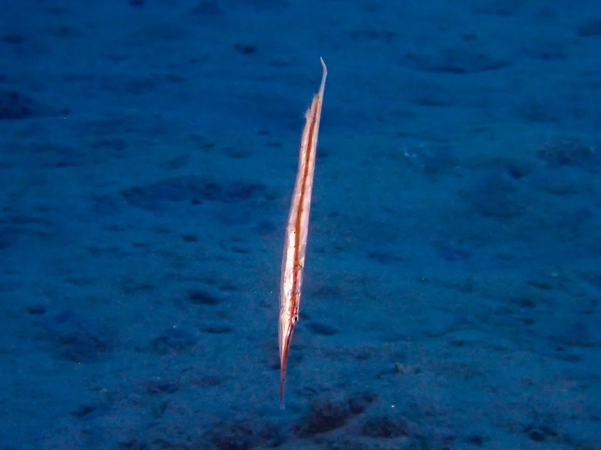 Spotted Shrimpfish