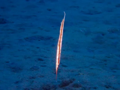 Spotted Shrimpfish