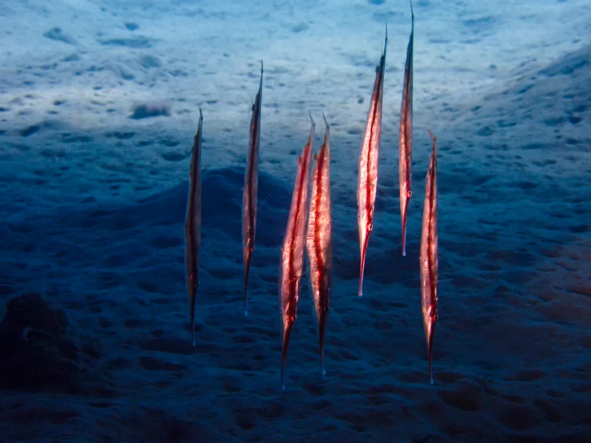 Spotted Shrimpfish