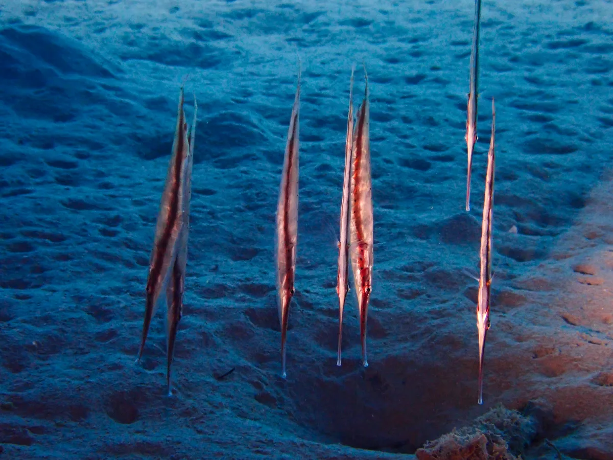Spotted Shrimpfish