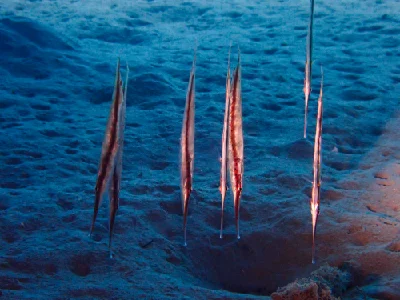 Spotted Shrimpfish