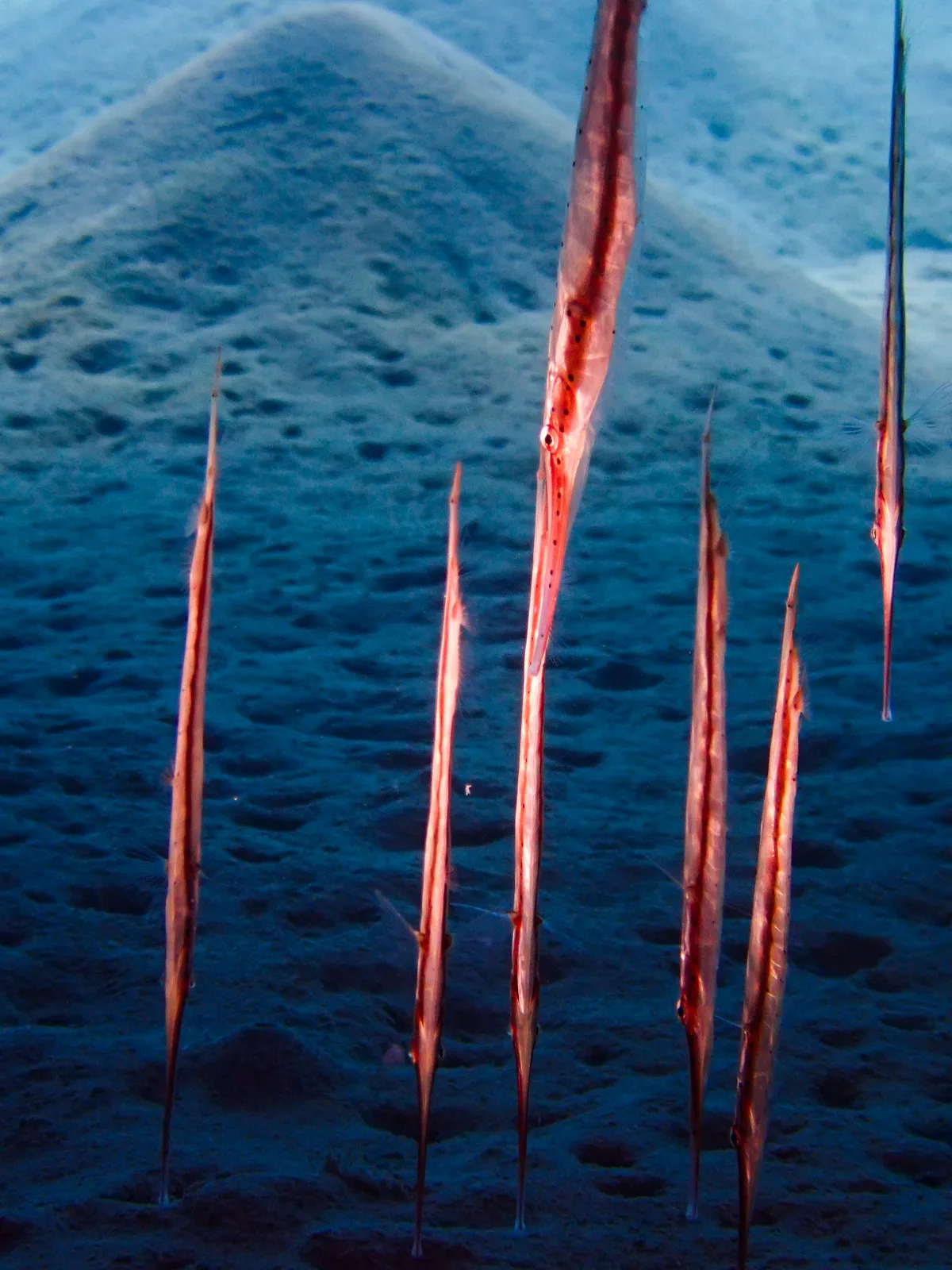 Spotted Shrimpfish