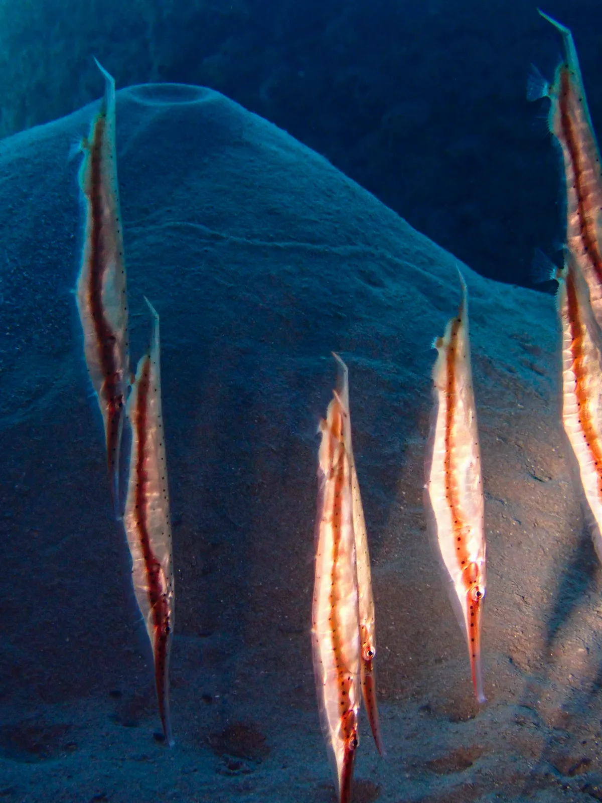 Spotted Shrimpfish