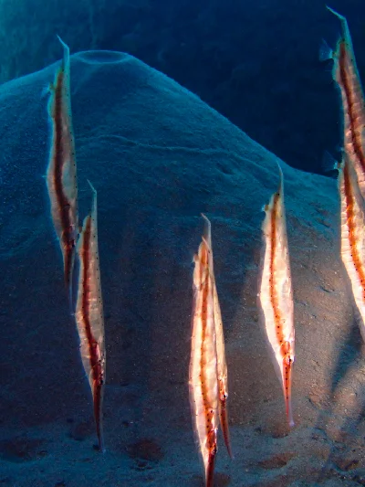 Spotted Shrimpfish