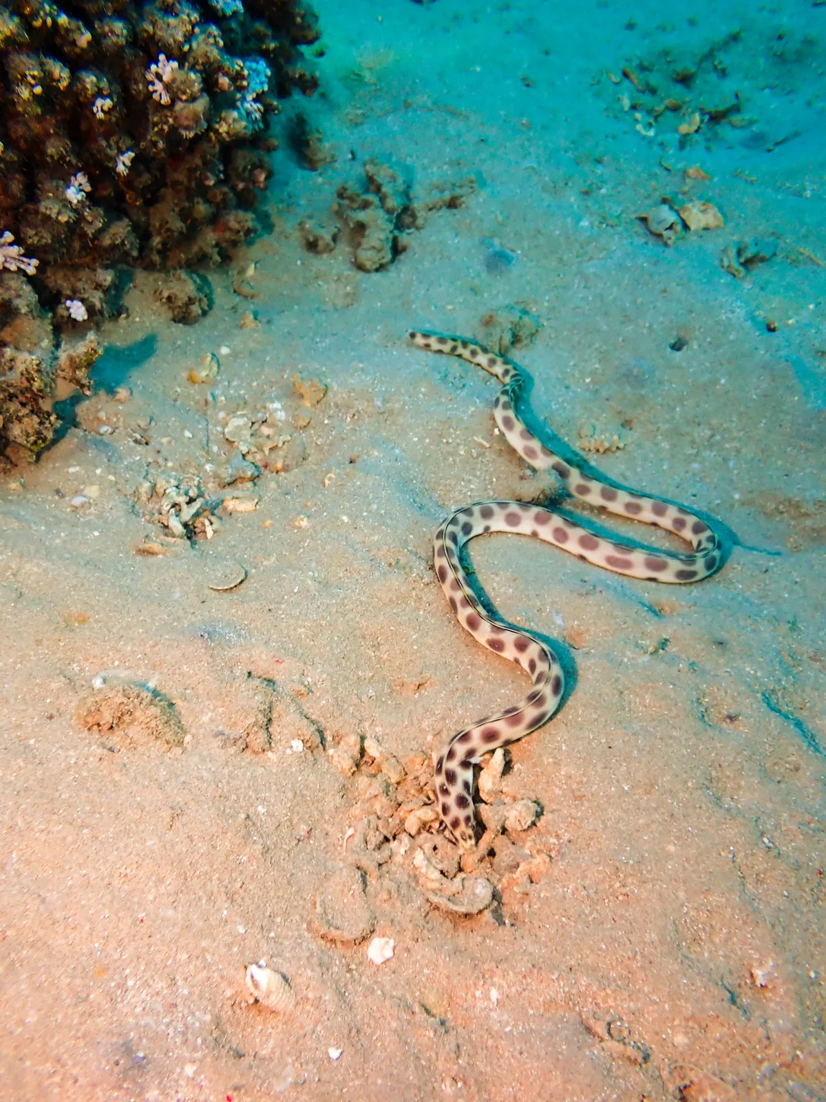 Spotted Snake Eel