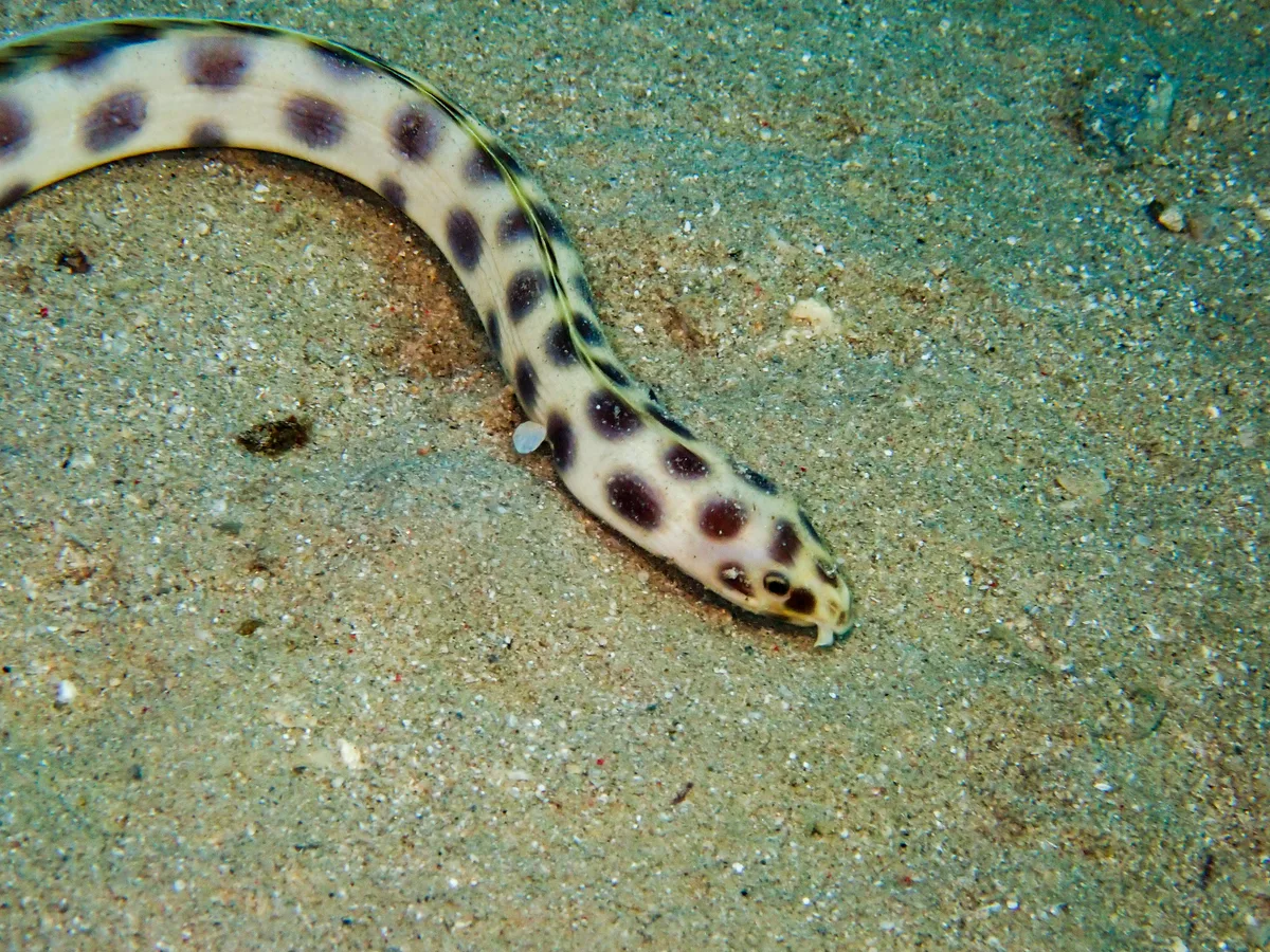 Spotted Snake Eel