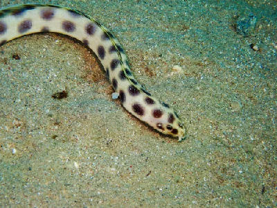 Spotted Snake Eel