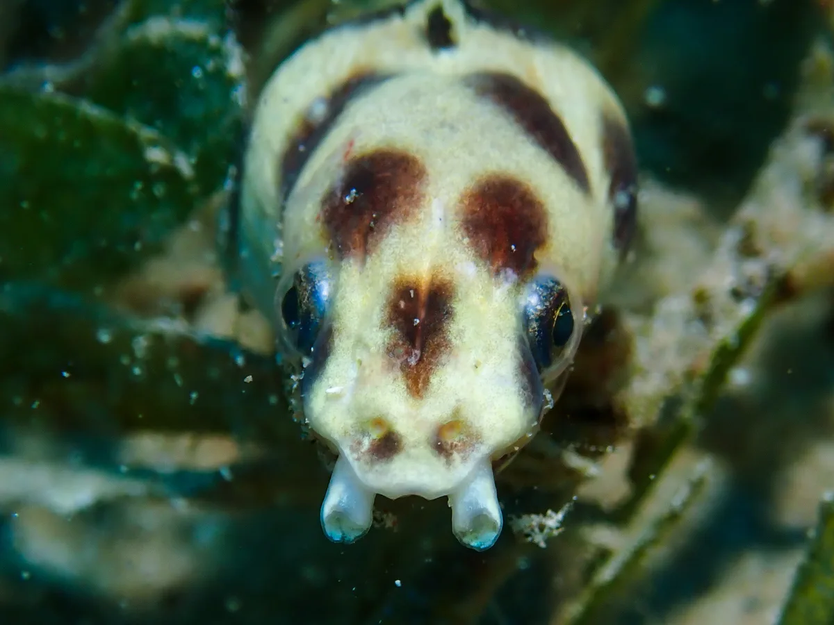 Spotted Snake Eel