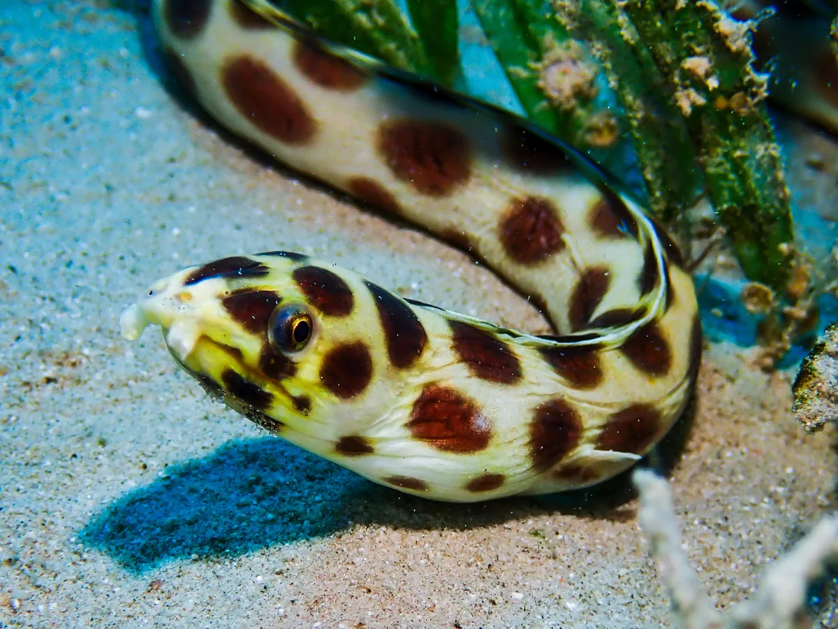 Spotted Snake Eel