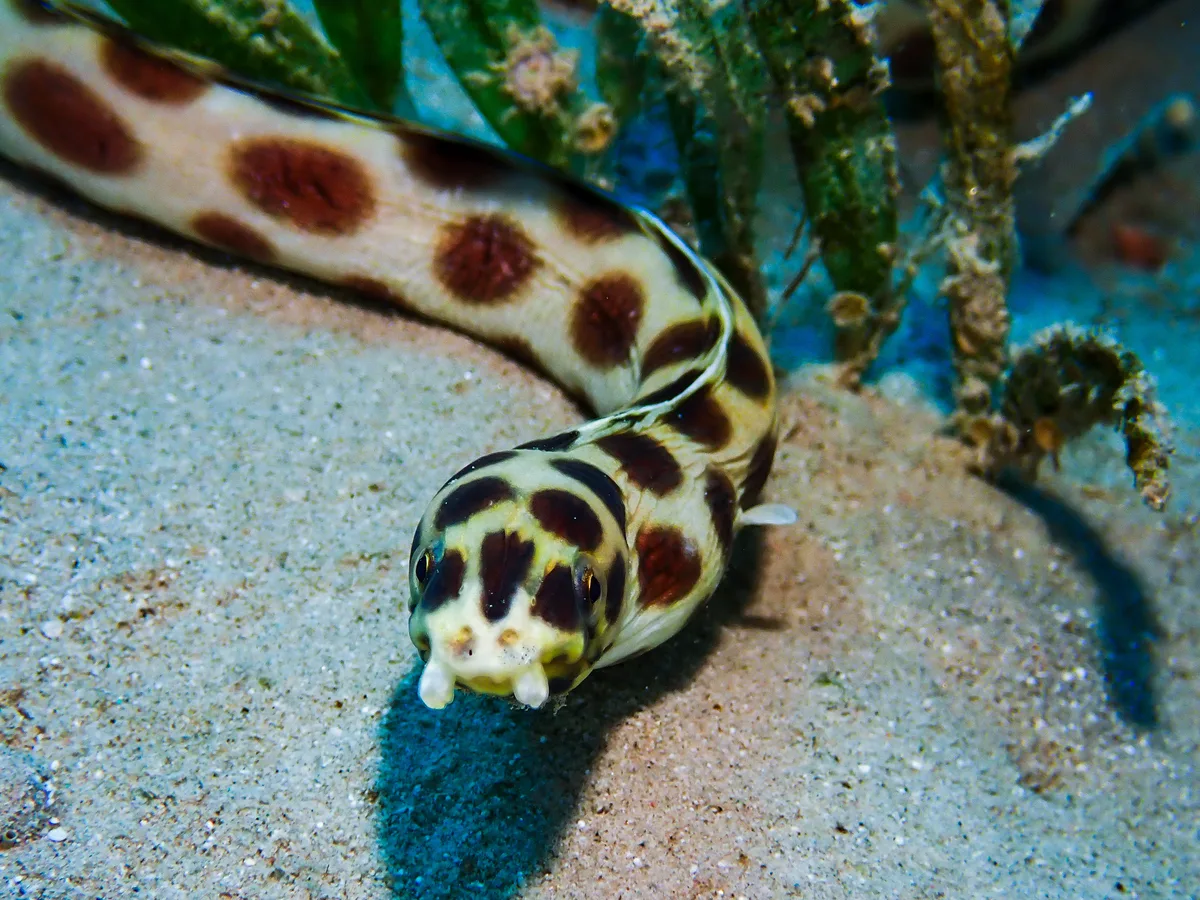 Spotted Snake Eel