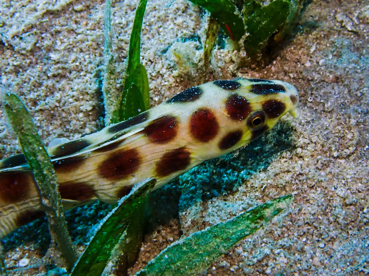 Spotted Snake Eel
