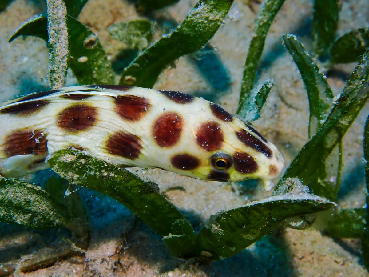 Spotted Snake Eel