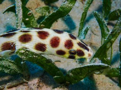 Spotted Snake Eel
