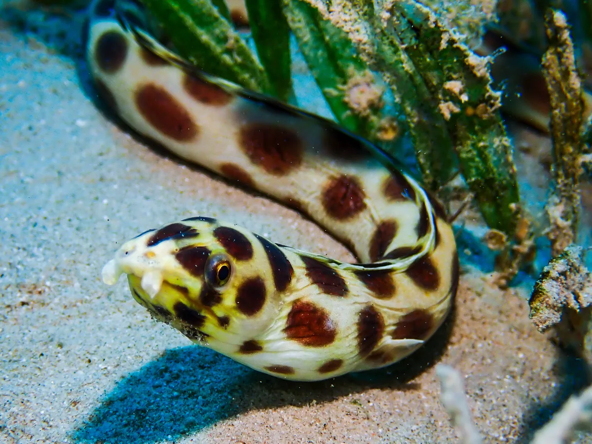 Spotted Snake Eel