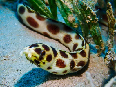 Spotted Snake Eel
