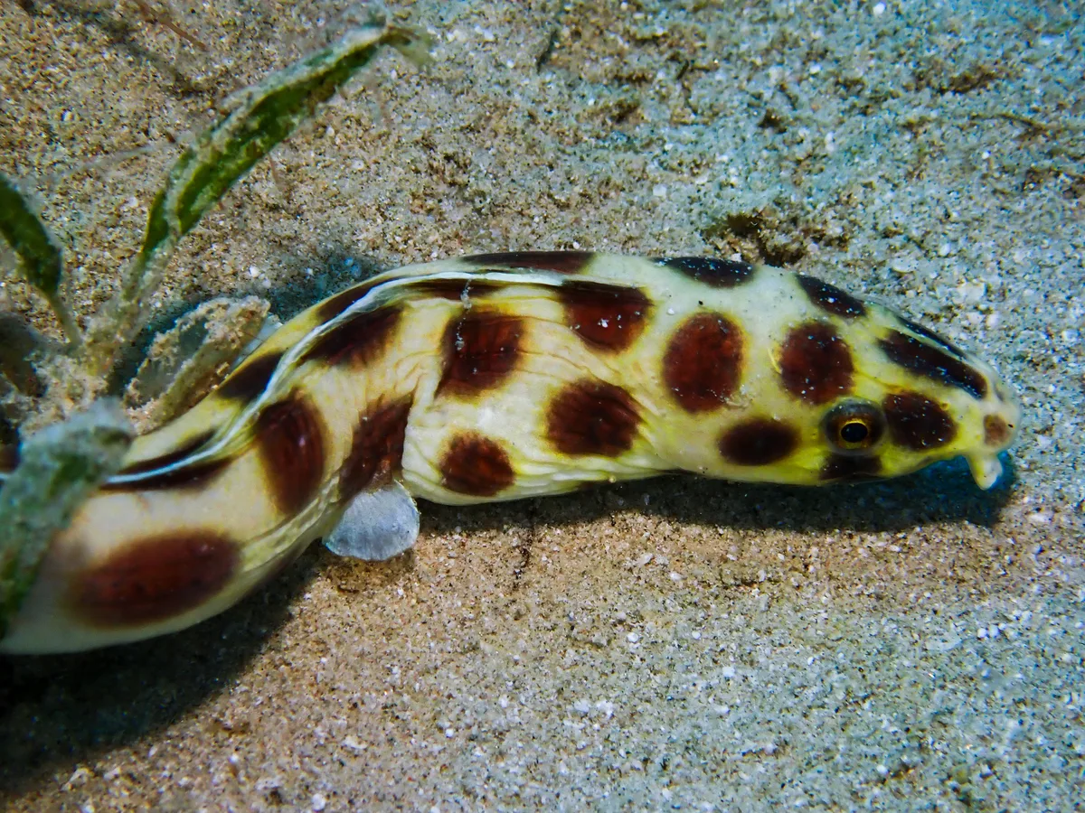 Spotted Snake Eel