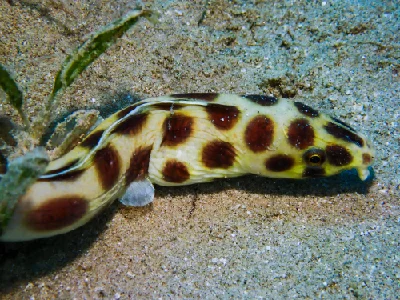 Spotted Snake Eel