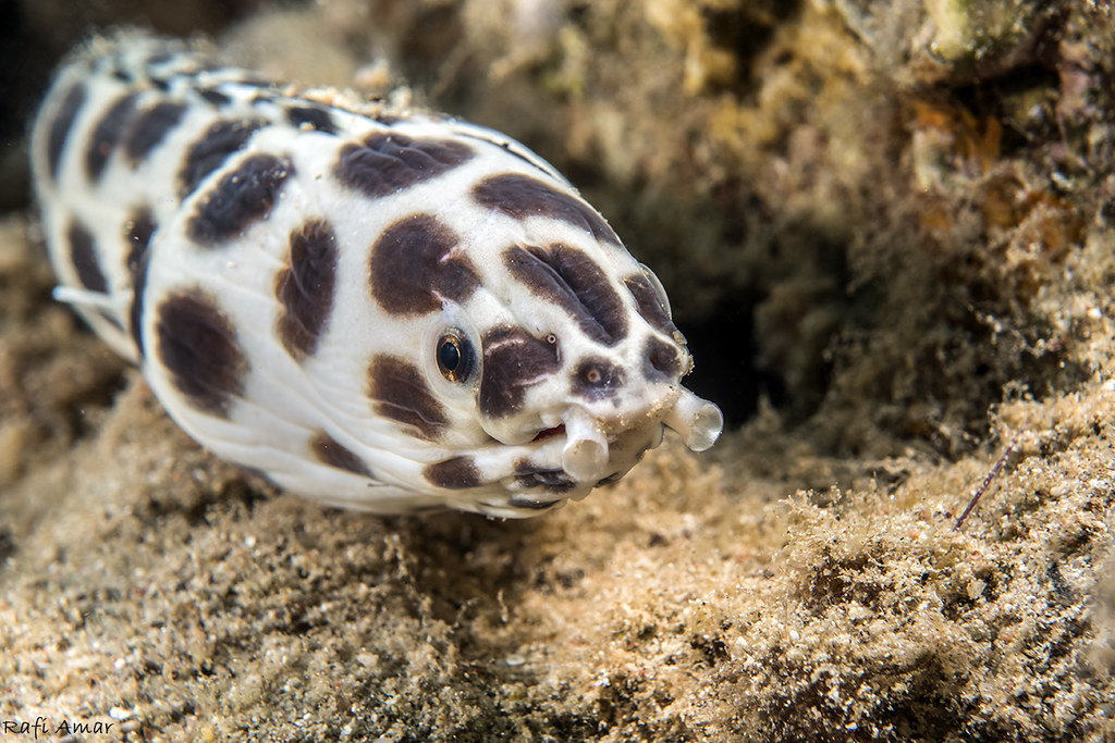 Spotted Snake Eel - Myrichthys maculosus