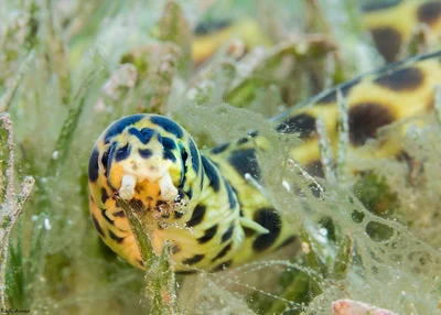 Spotted Snake Eel - Myrichthys maculosus