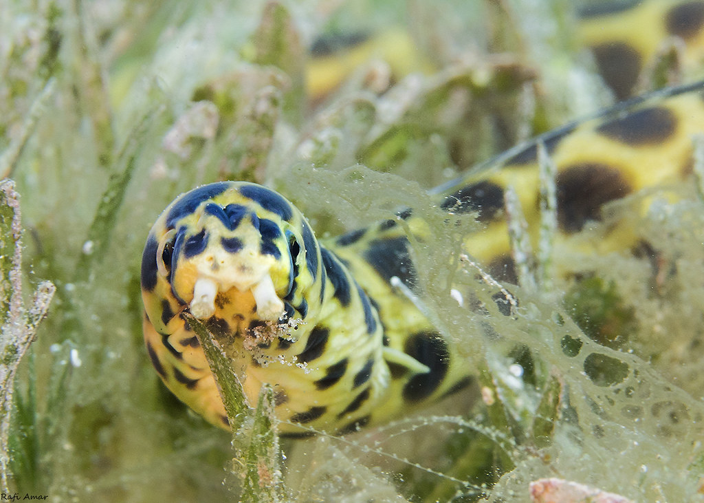 Spotted Snake Eel - Myrichthys maculosus