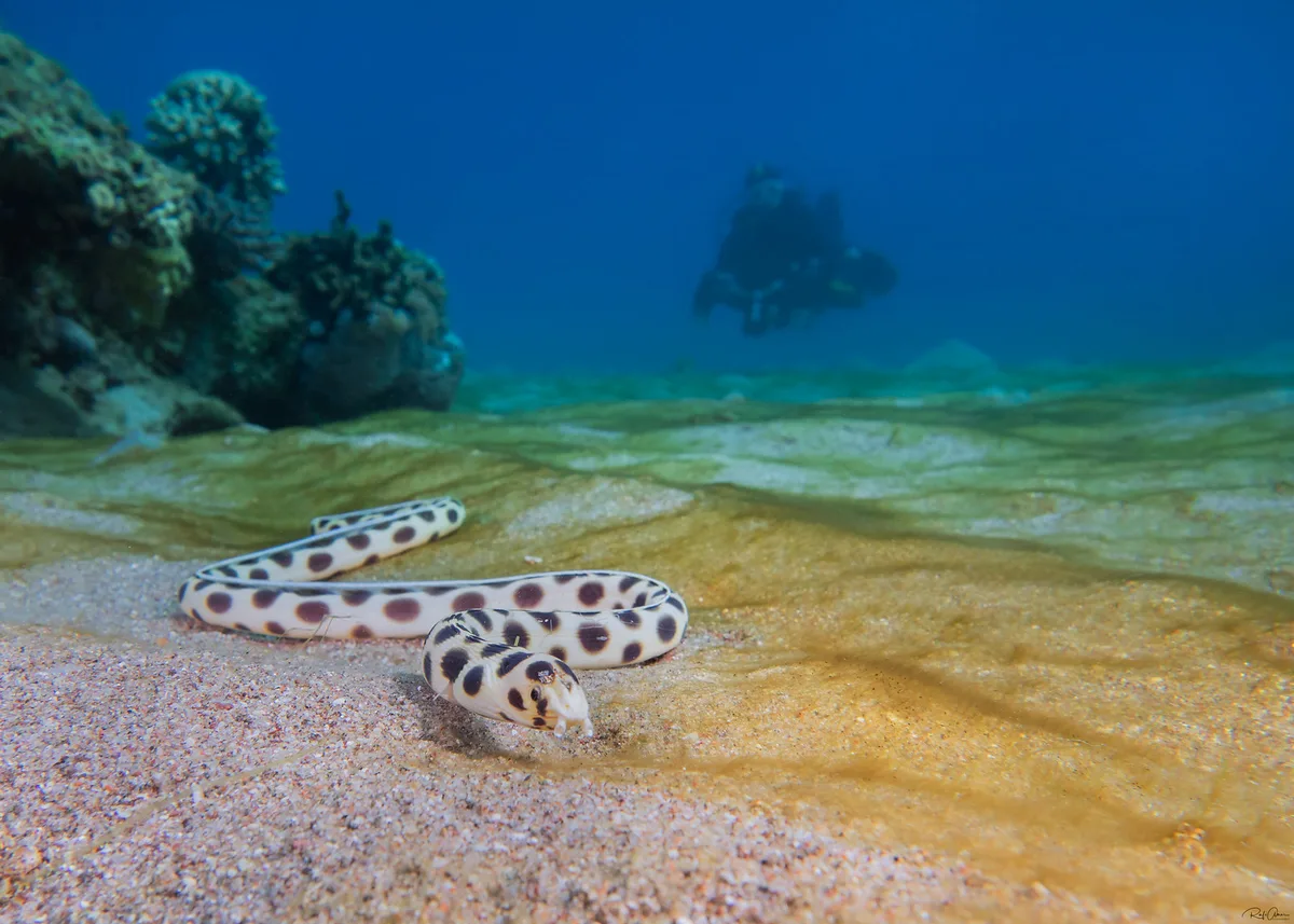 Myrichthys maculosus - Tiger Snake Eel
