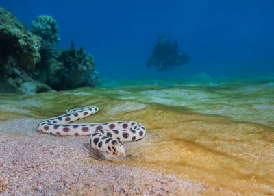 Myrichthys maculosus - Tiger Snake Eel