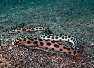 Spotted Snake Eel - Myrichthys maculosus